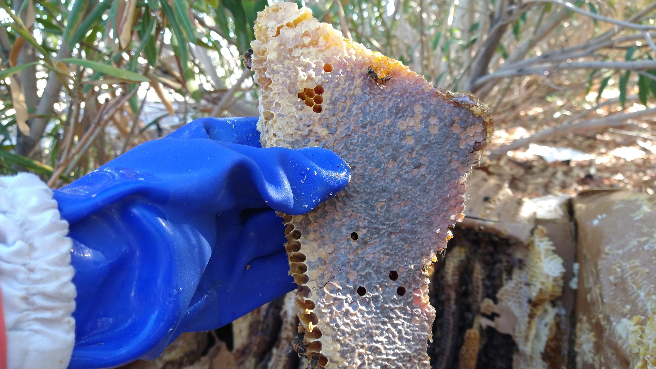 Apples and Honey at Rosh Hashanah